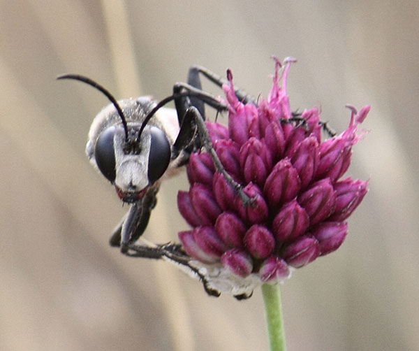 Sphecidae